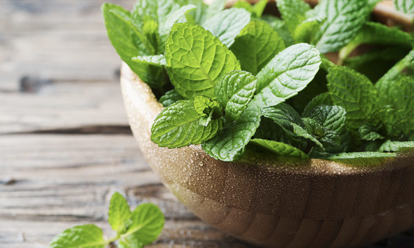 薄荷是一味辛凉解表中药,外用还能杀菌止痛。(Shutterstock)