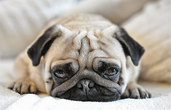 Almond,The,Pug,ԢȮ