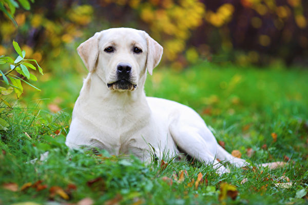 Beautiful,Labrador,Retriever,Lies,On,The,Lawn.,Blurred,Background,Shutterstock,ˮȮ,