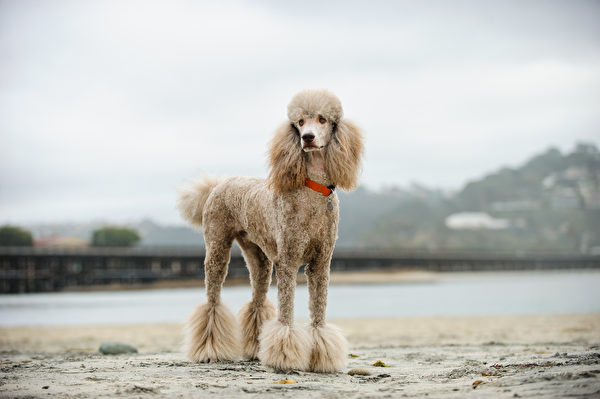 Apricot,Standard,Poodle,Dog,Portrait,At,Beach,With,Railroad,Tracks,Shutterstock,,ˮȮ