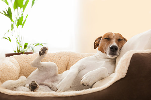 ,dog, shutterstock