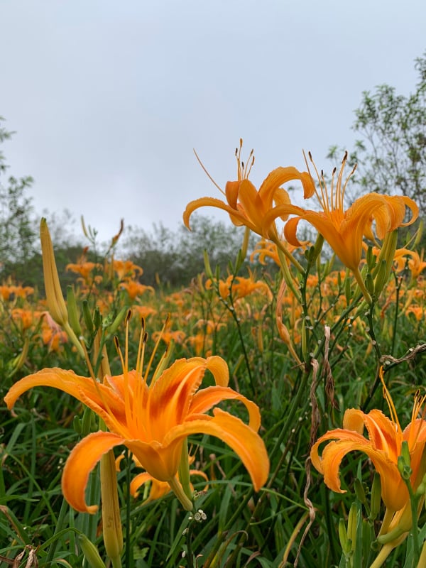 台东 台湾 太麻里 金针山 金针花