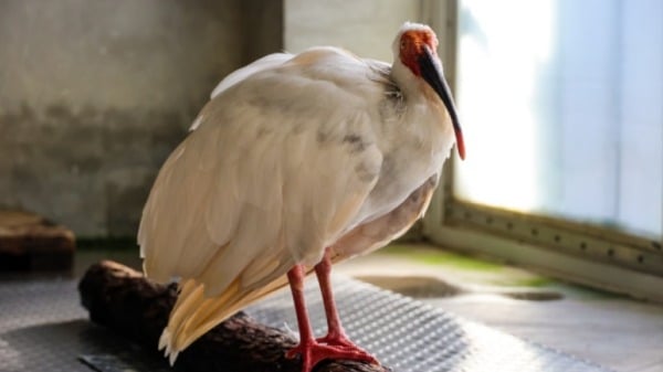 12月1日,北京动物园发布消息称,创造了近40岁长寿奇迹的朱?“平平”已安详走完了它传奇的一生。