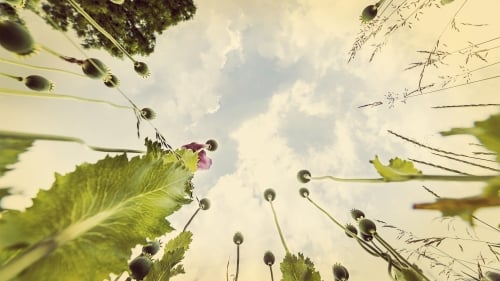 罂粟花又称“鼓子花”,是从外国传入的。