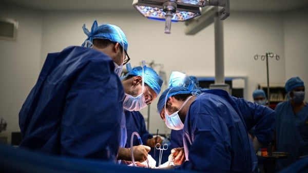 ������ֲ