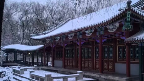 ������ѩ��