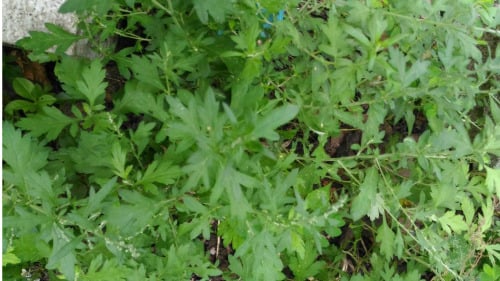 �ڴ����·�һЩ����Ҷ���ܹ���Ч��ȥ�����棡