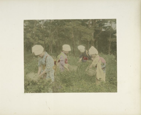 ����Ů���ڲɼ�ҩ�ݵĳ�������The New York Public Library Digital Collections��