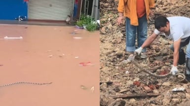 广西发生洪灾,养蛇场被洪水冲毁,近千条蛇流入村庄,有村民被毒蛇咬死。