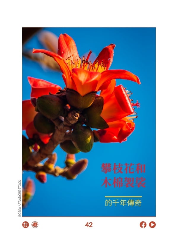 攀枝花和木棉袈裟的千年传奇